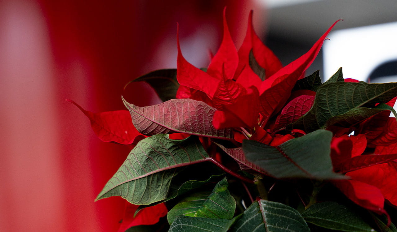 Roter Weihnachtsstern 