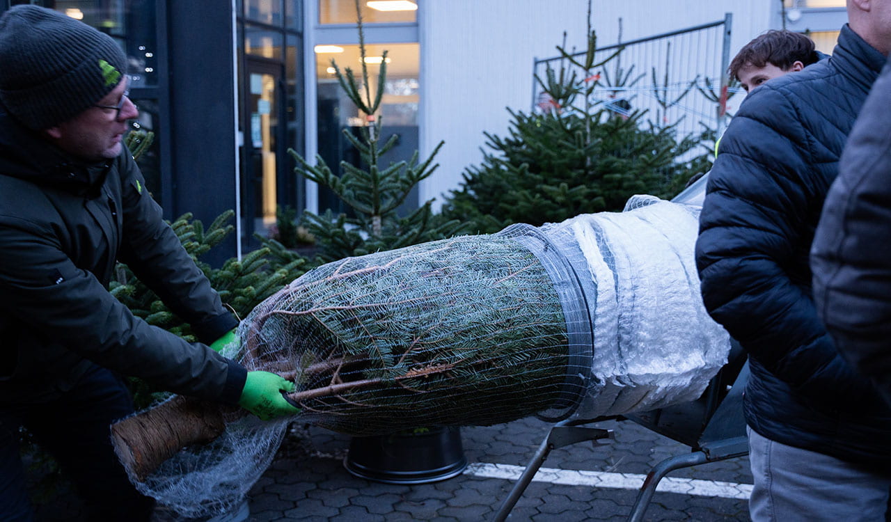 Kunzmann-Mitarbeiter verpackt Weihnachtsbaum