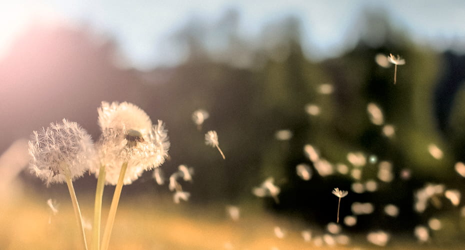 Klimaanlagen-Desinfektion für saubere Luft Pusteblume in der Luft