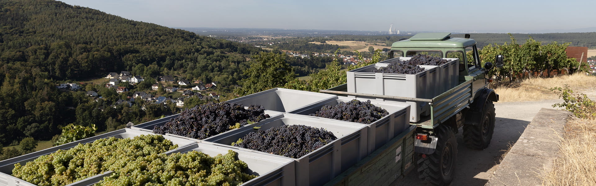 Weingut Höfler - Weinlese