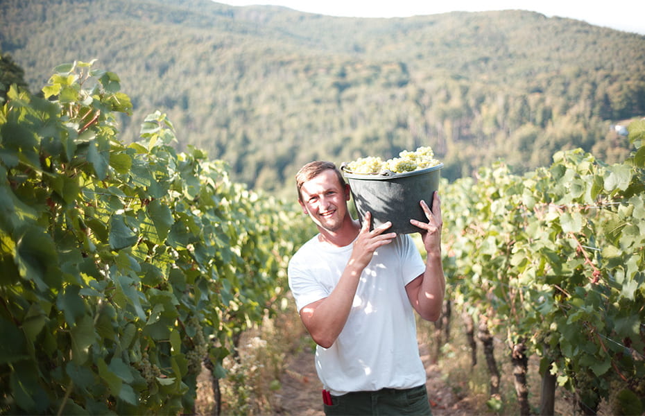 Weingut Höfler