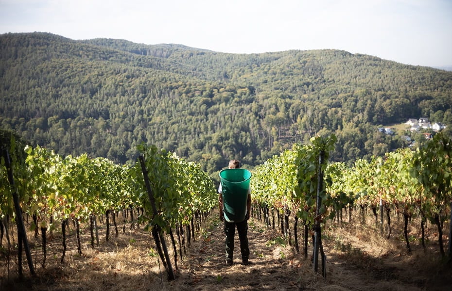 Weingut Höfler Weingut Höfler