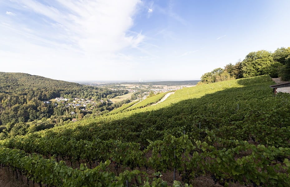 Weinberge Weinberge
