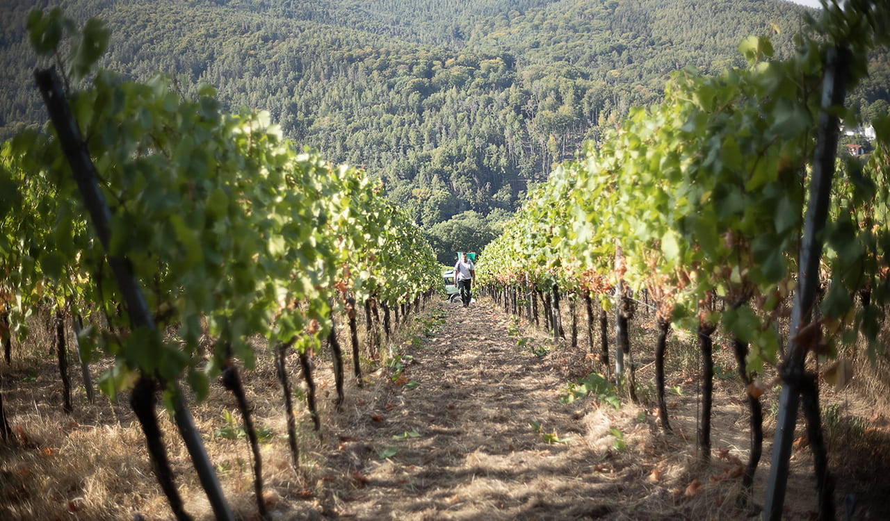Weingut Höfler
