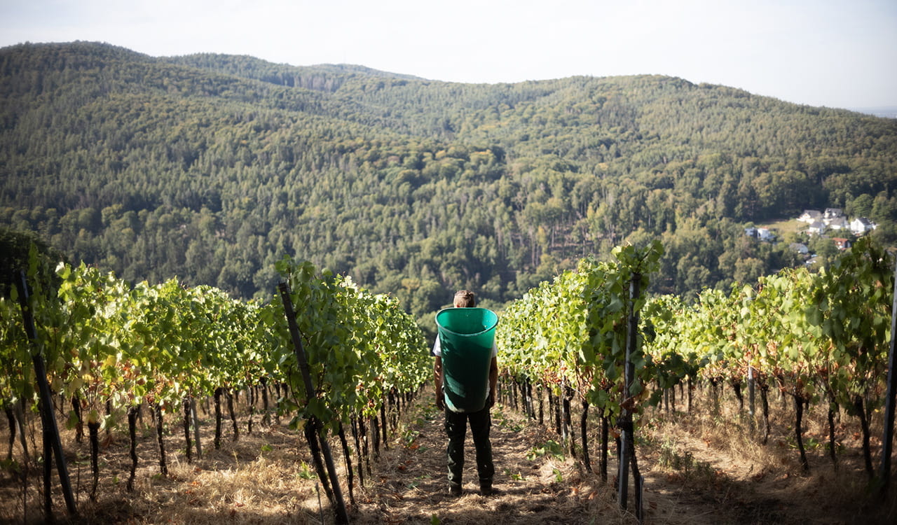 Weingut Höfler