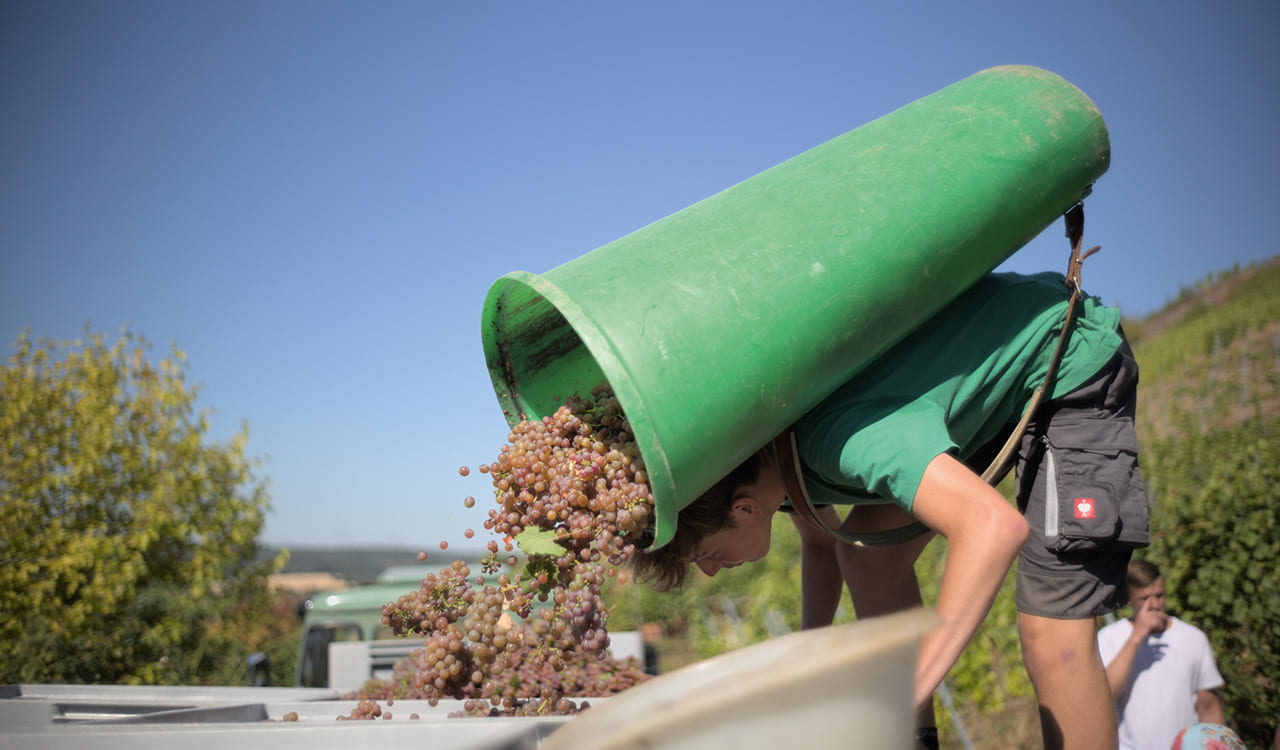 Weingut Höfler