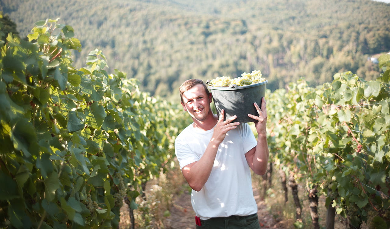 Weingut Höfler