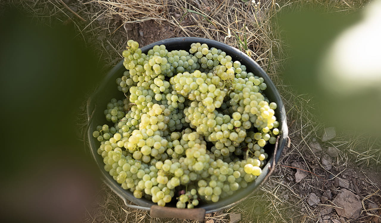 Weingut Höfler